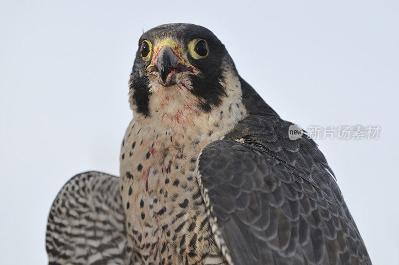 外来(Falco peregrinus)